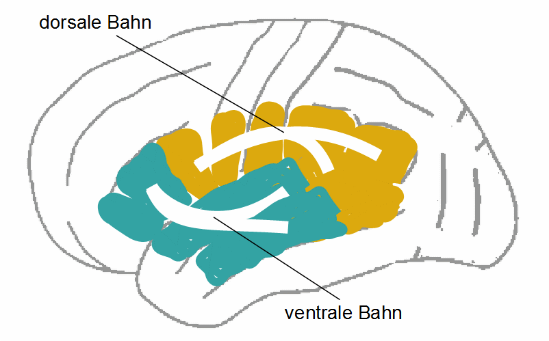 Sprachverarbeitung: dorsale und ventrale Faserbahn