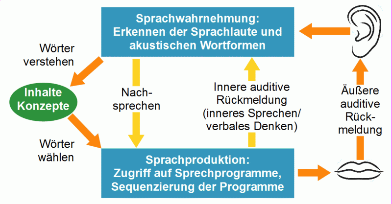 Modell der Sprachverarbeitung